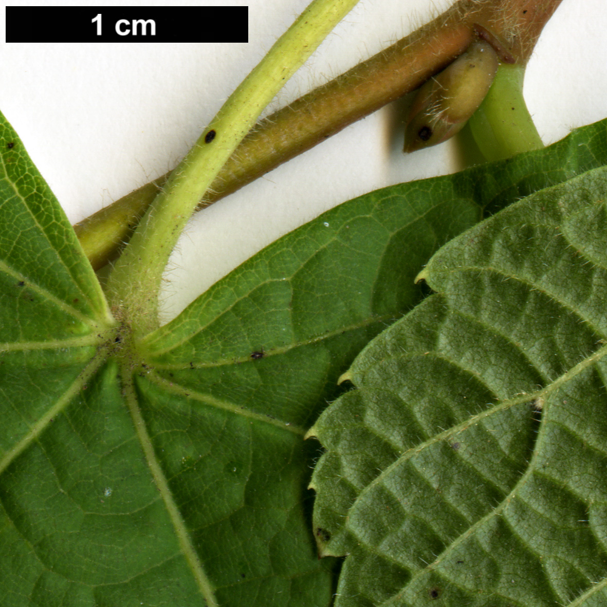 High resolution image: Family: Malvaceae - Genus: Tilia - Taxon: platyphyllos - SpeciesSub: subsp. cordifolia